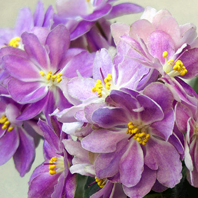 Фиалка РС-Хризантема - характеристика сорта, правила выращивания и уход, отзывы Фиалка РС-Хризантема: особенности и характеристика сорта, правила выращивания и ухода, отзывы